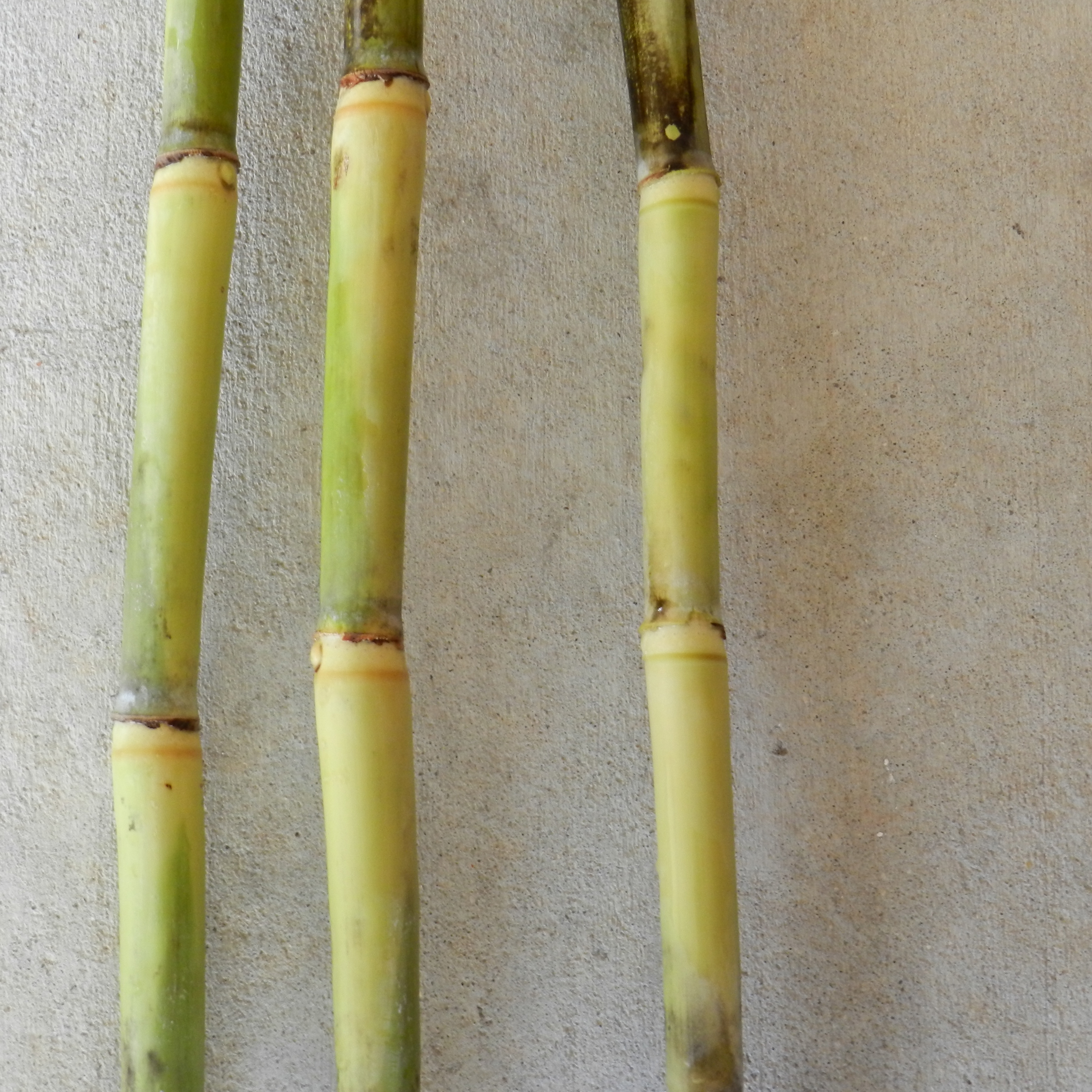 Stalk color under the wax layer – Yellowish green that becomes darker green with exposure to the sun.